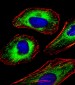 FOXO4 Antibody (Center)